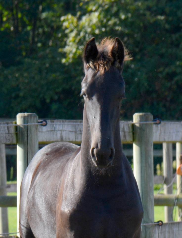 Puledro Frisone In vendita 2025 Nero ,  TYMEN 503