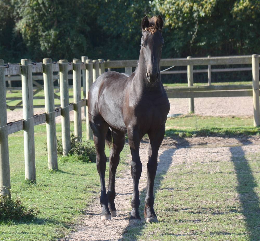 Puledro Frisone In vendita 2025 Nero ,  TYMEN 503