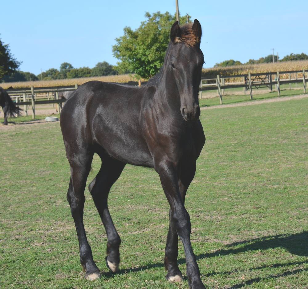 Puledro Frisone In vendita 2025 Nero ,  TYMEN 503