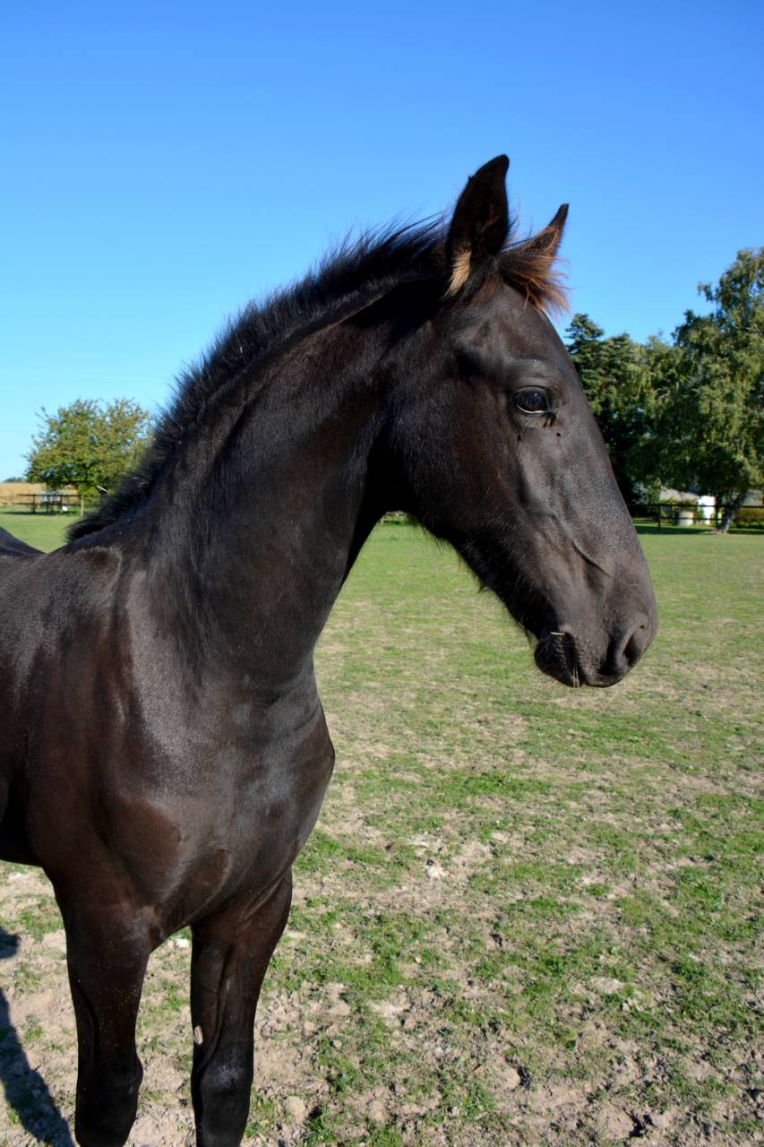 Puledro Frisone In vendita 2025 Nero ,  TYMEN 503