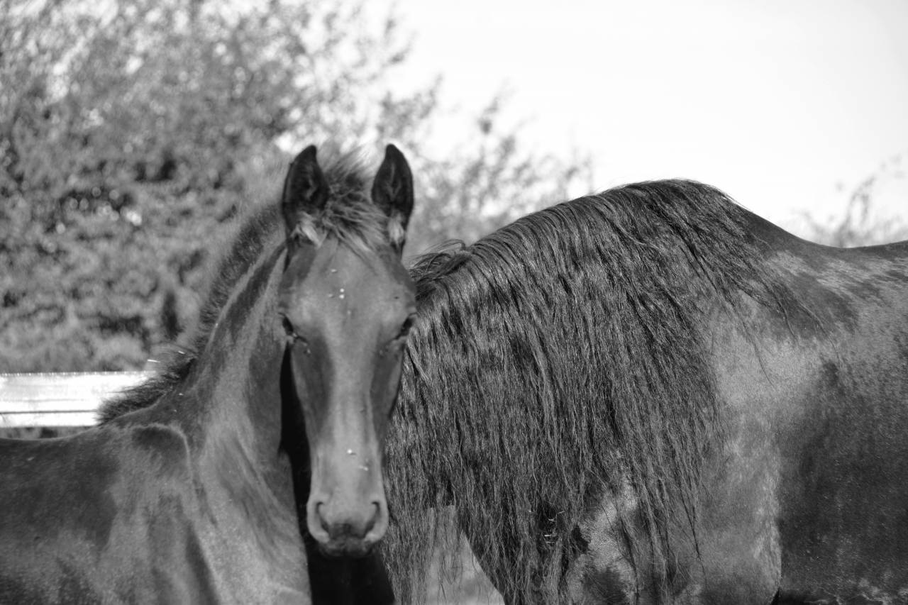 Puledro Frisone In vendita 2025 Nero ,  TYMEN 503