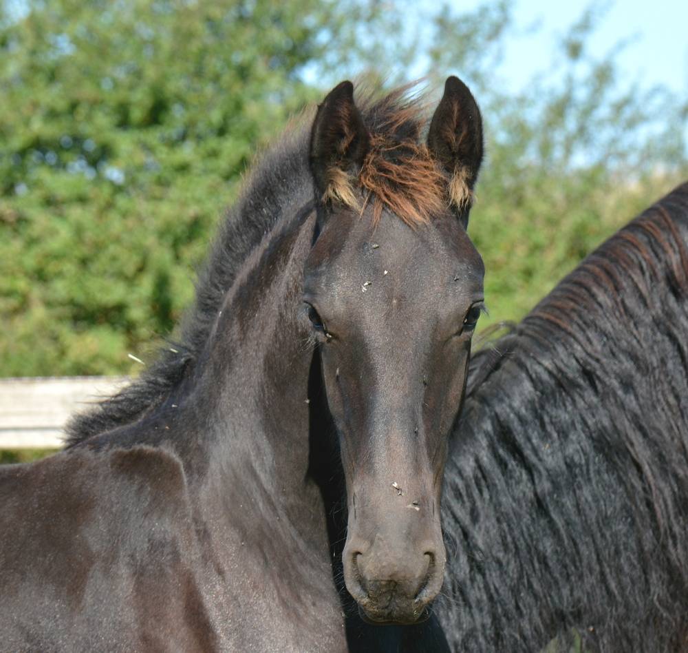Puledro Frisone In vendita 2025 Nero ,  TYMEN 503