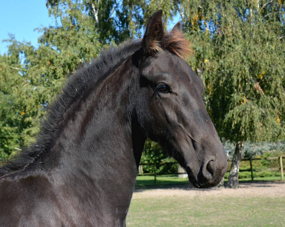 Puledro Frisone In vendita 2025 Nero ,  TYMEN 503