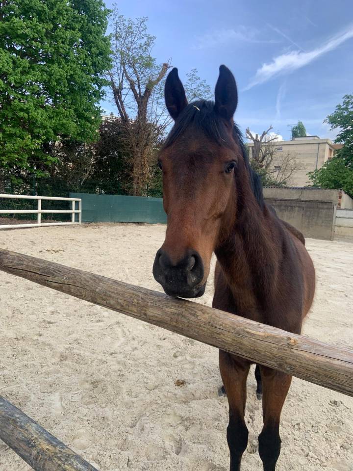 Castrone Purosangue In vendita 2021 Baio scuro