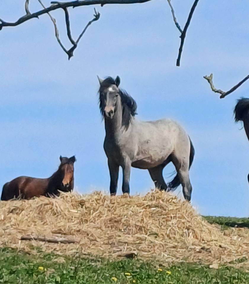 Castrone New Forest In vendita 2023 Grigio ,  ROB ROY DU GARON