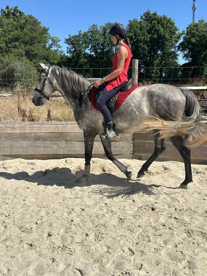 Castrone Origine non conosciuta  In vendita 2021 Grigio