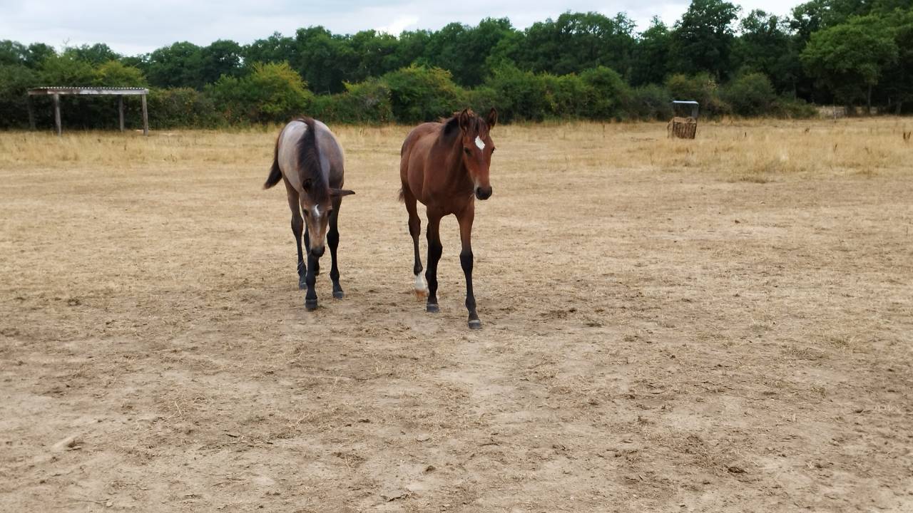 Puledra PRE Andaluso In vendita 2025 Baio