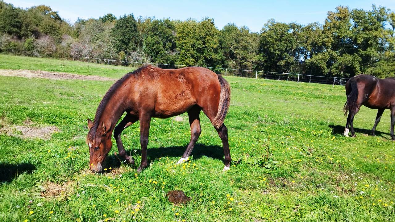 Puledra PRE Andaluso In vendita 2025 Baio