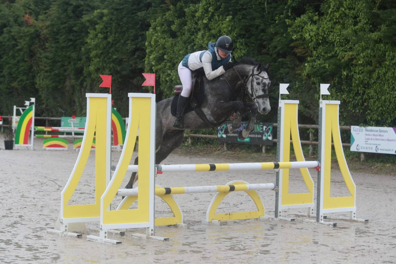 Castrone Origine non conosciuta  In vendita 2017 Grigio