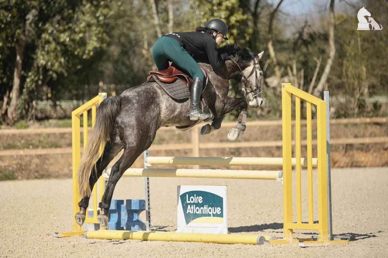Castrone Origine non conosciuta  In vendita 2017 Grigio