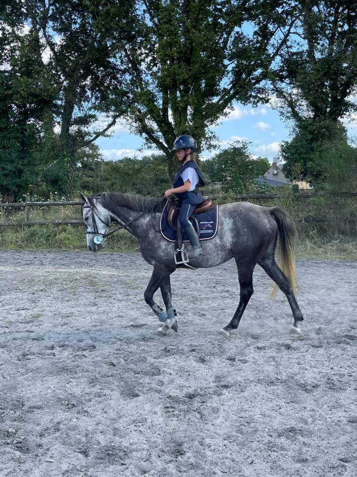 Castrone Origine non conosciuta  In vendita 2017 Grigio