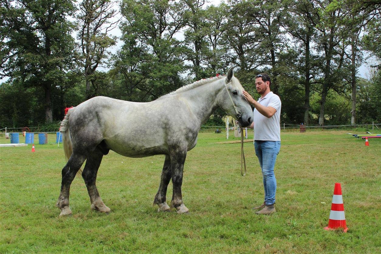 Castrone Percheron In vendita 2021 Grigio ,  drageur du caroi