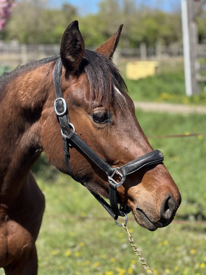 Puledra AES Anglo European Studbook In vendita 2023 Baio ,  idem du peyron