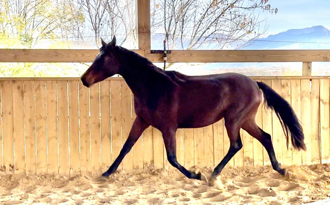 Puledra AES Anglo European Studbook In vendita 2023 Baio ,  idem du peyron