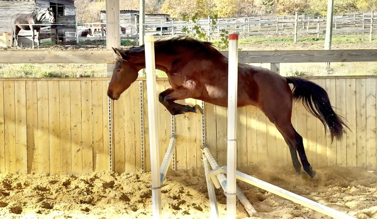 Puledra AES Anglo European Studbook In vendita 2023 Baio ,  idem du peyron