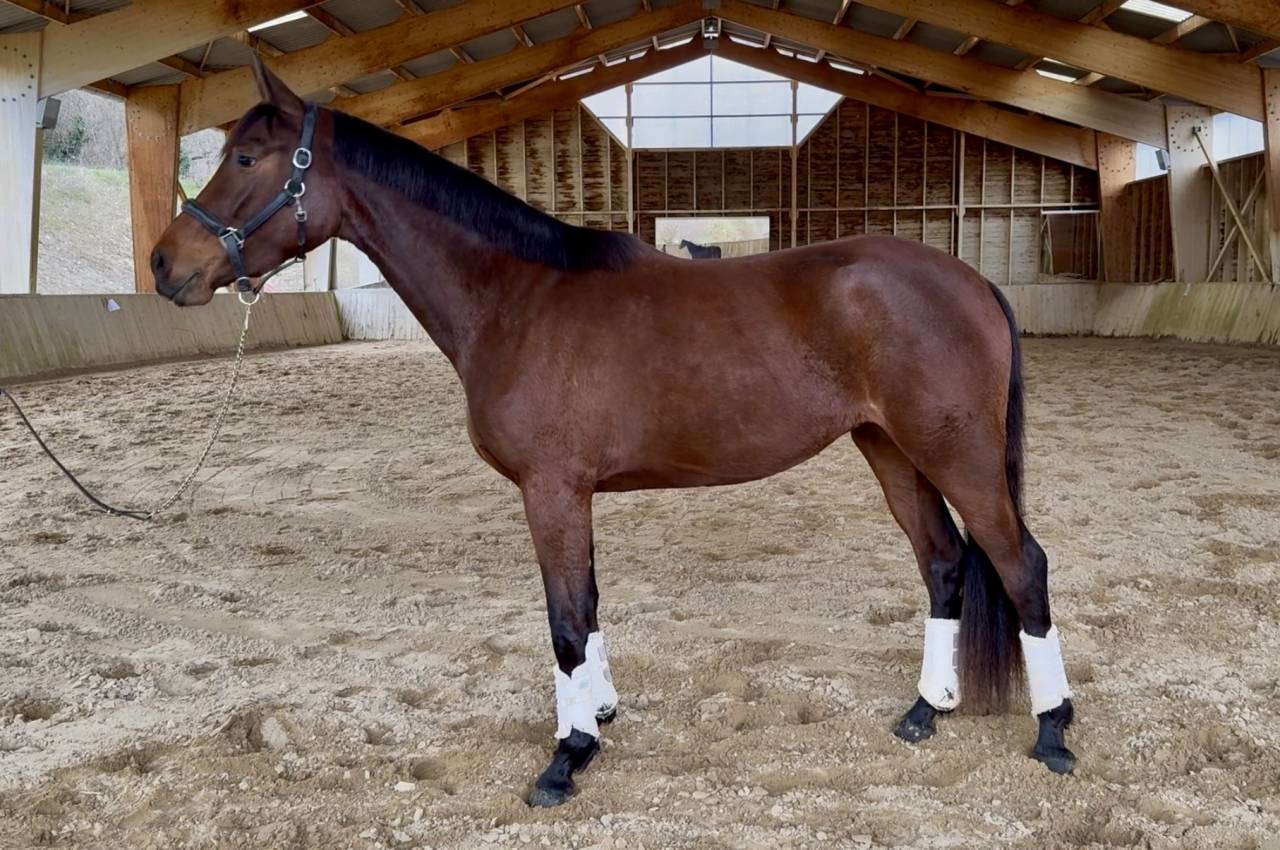 Puledra AES Anglo European Studbook In vendita 2023 Baio ,  idem du peyron