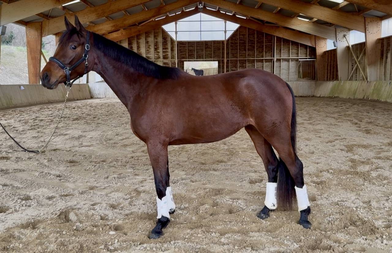 Puledra AES Anglo European Studbook In vendita 2023 Baio ,  idem du peyron