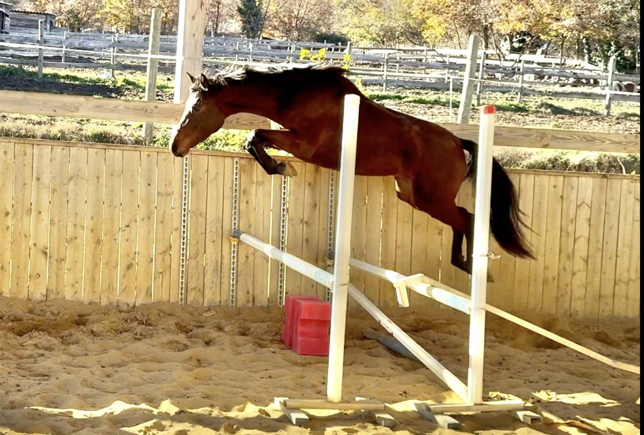 Puledra AES Anglo European Studbook In vendita 2023 Baio ,  idem du peyron