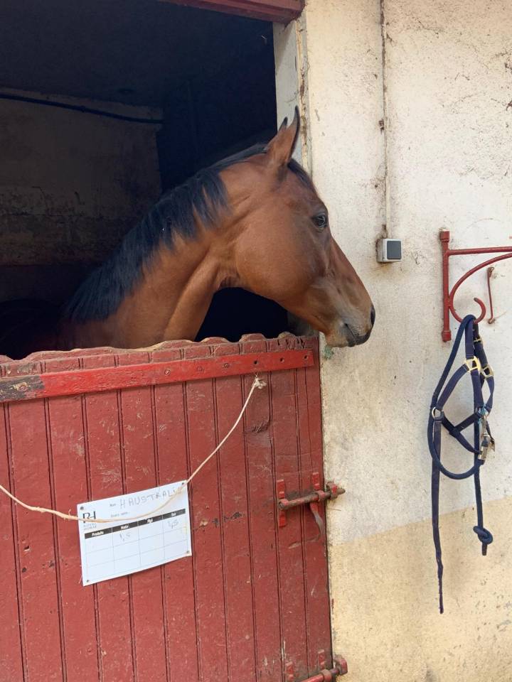 Castrone Purosangue In vendita 2015 Baio scuro