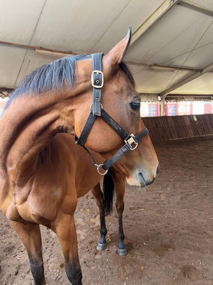 Castrone Purosangue In vendita 2015 Baio scuro