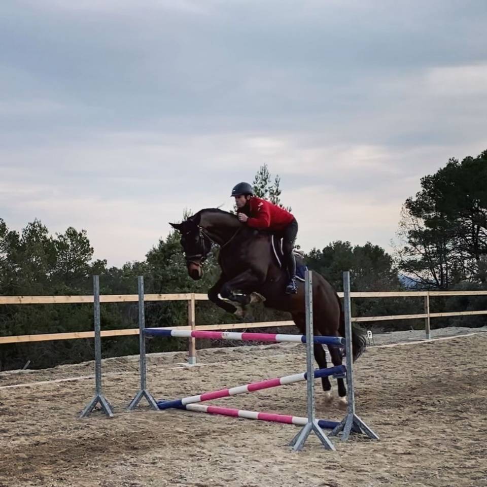 Castrone Oldenburger In vendita 2012 Baio