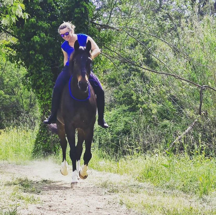 Castrone Oldenburger In vendita 2012 Baio