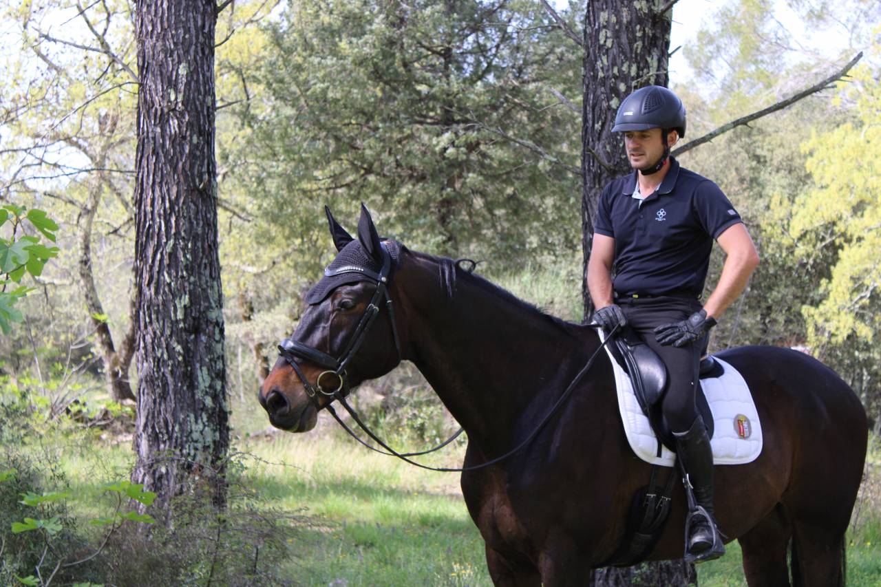 Castrone Oldenburger In vendita 2012 Baio