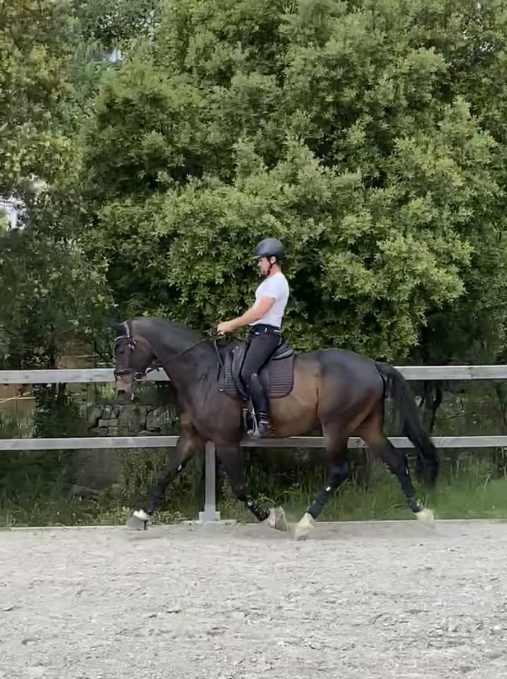 Castrone Oldenburger In vendita 2012 Baio