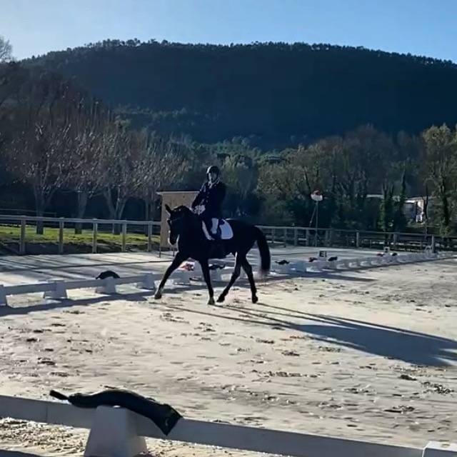 Cavalla Oldenburger In vendita 2012 Baio ,  Foundation