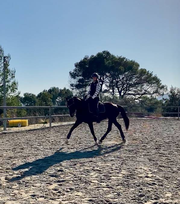 Cavalla Oldenburger In vendita 2012 Baio ,  Foundation