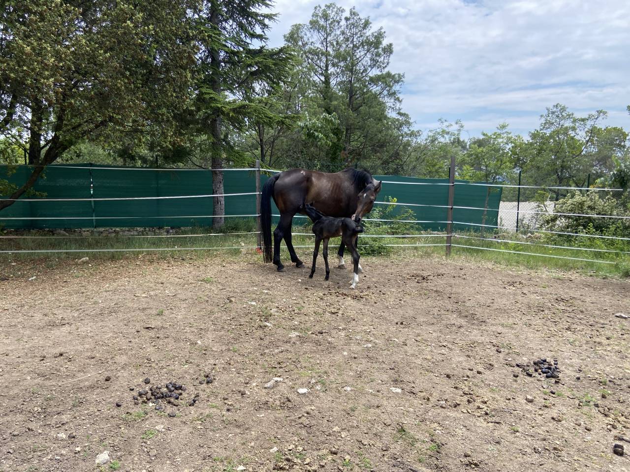 Cavalla Oldenburger In vendita 2012 Baio ,  Foundation