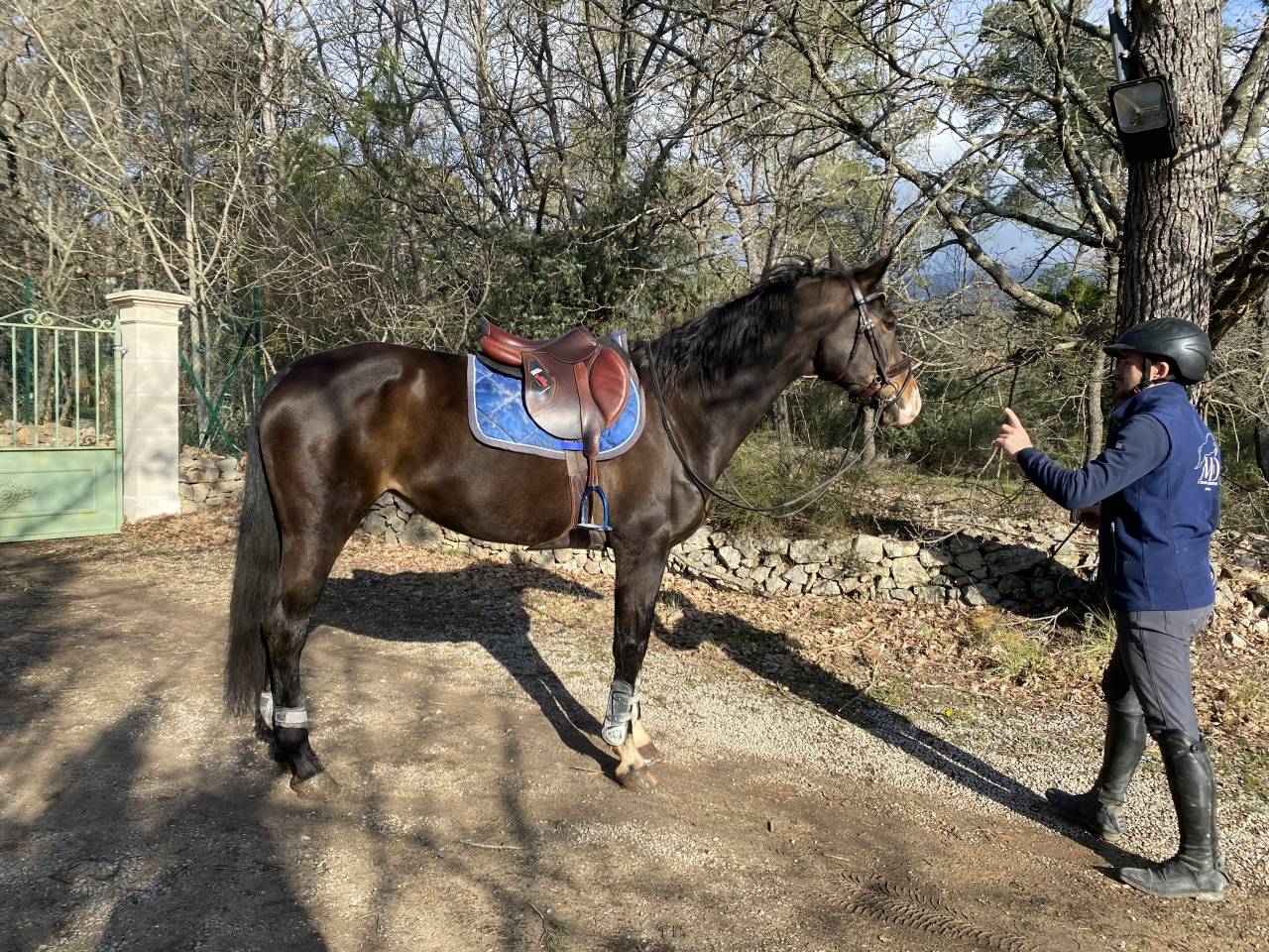 Cavalla Oldenburger In vendita 2012 Baio ,  Foundation