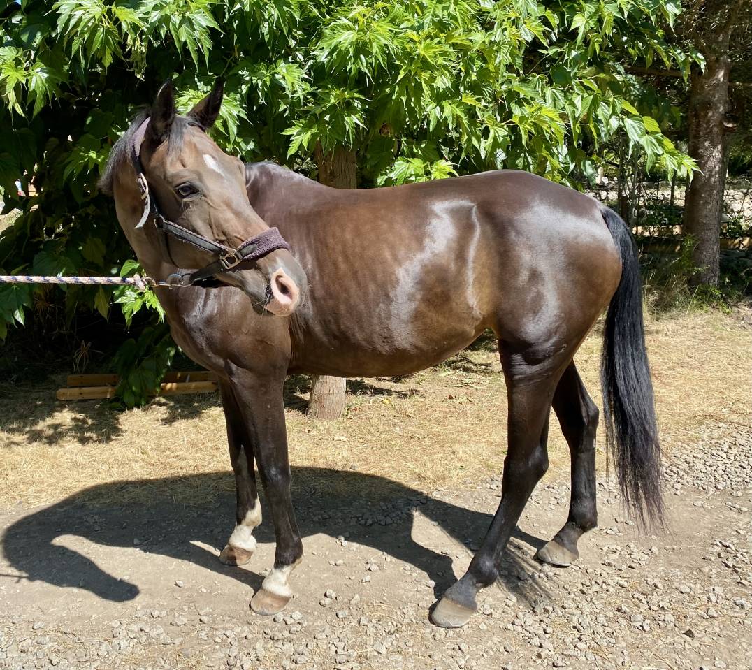 Cavalla Oldenburger In vendita 2012 Baio ,  Foundation