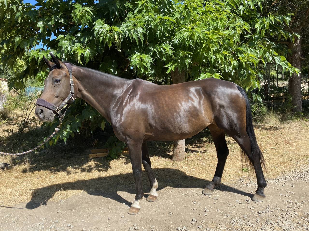 Cavalla Oldenburger In vendita 2012 Baio ,  Foundation