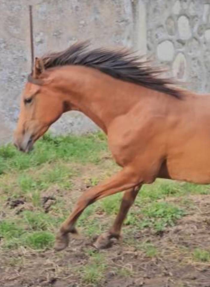 Puledra Purosangue Arabo In vendita 2022 Baio ,  A F MANJAROH 