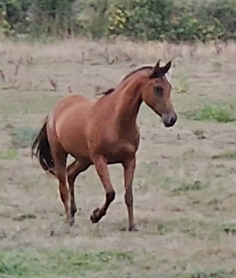 Puledra Purosangue Arabo In vendita 2022 Baio ,  A F MANJAROH 