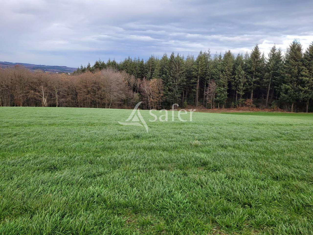 Azienda lattaia In vendita Cantal