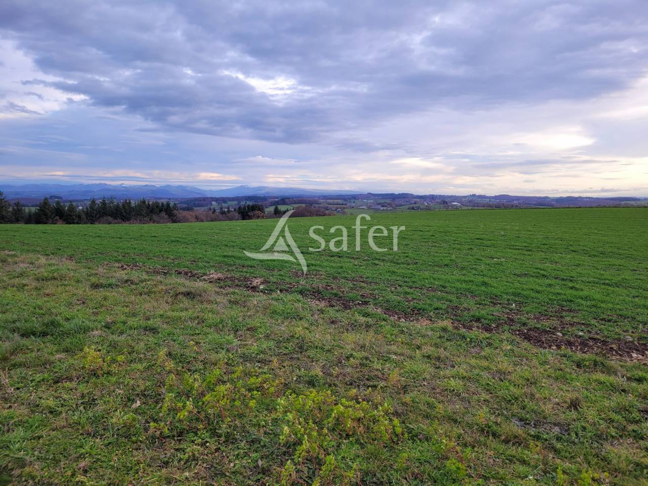Azienda lattaia In vendita Cantal