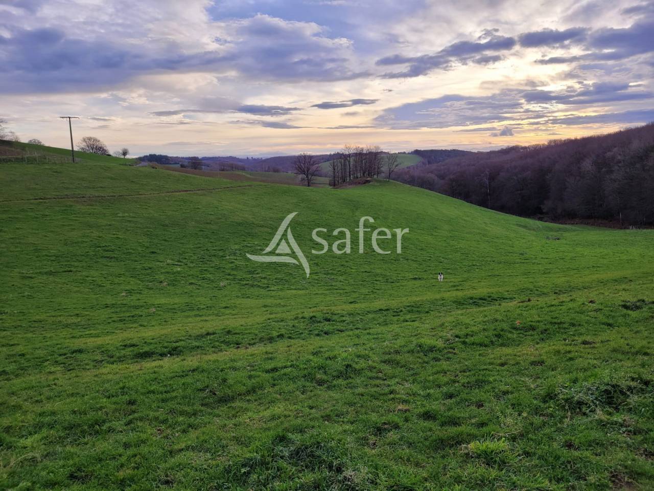 Azienda lattaia In vendita Cantal