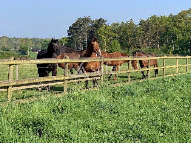 Proprietà equestre In vendita Eure