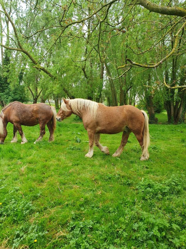 Castrone Tiro Comtois In vendita 2022 Sauro