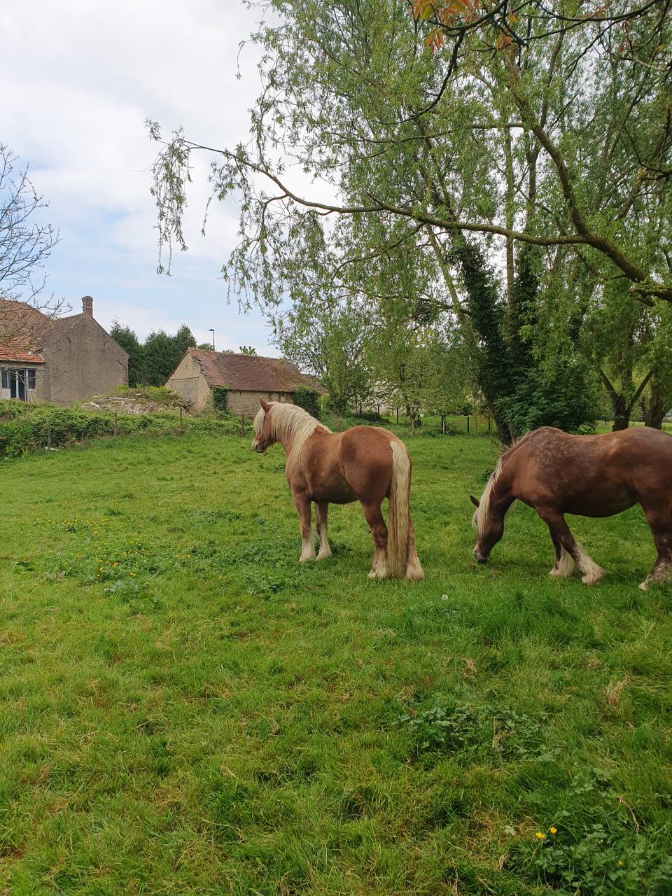 Castrone Tiro Comtois In vendita 2022 Sauro