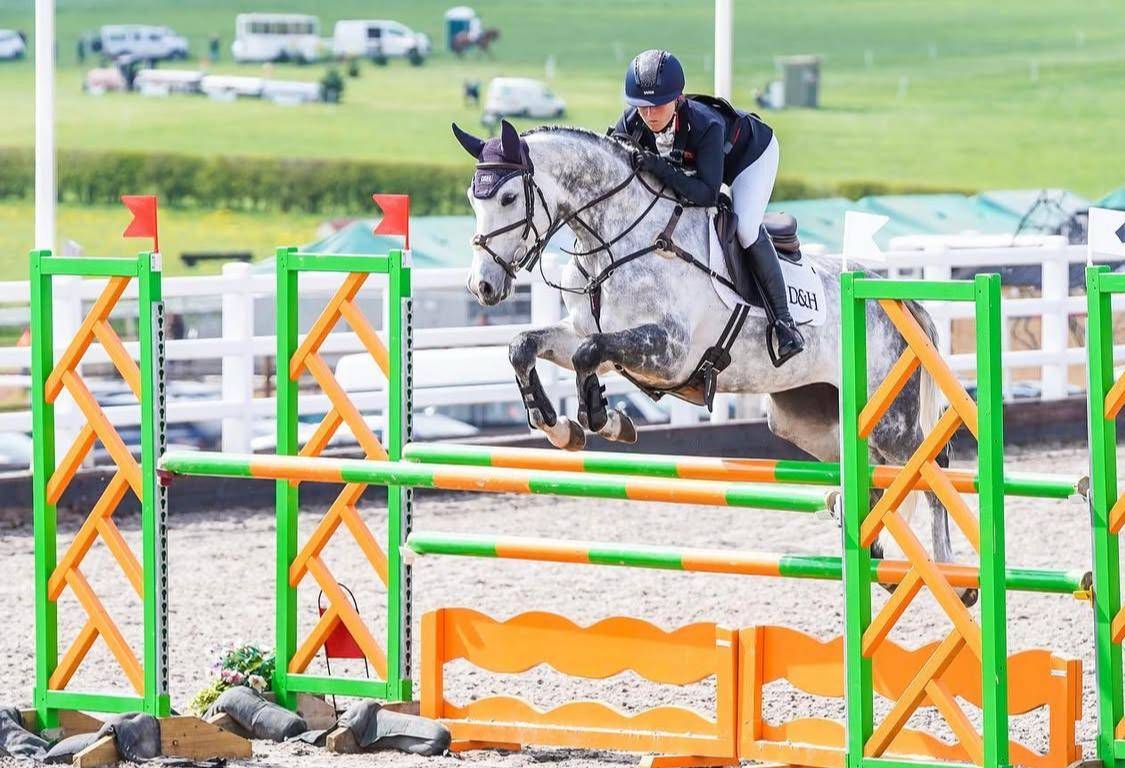 Cavalla Sella Francese In vendita 2015 Grigio