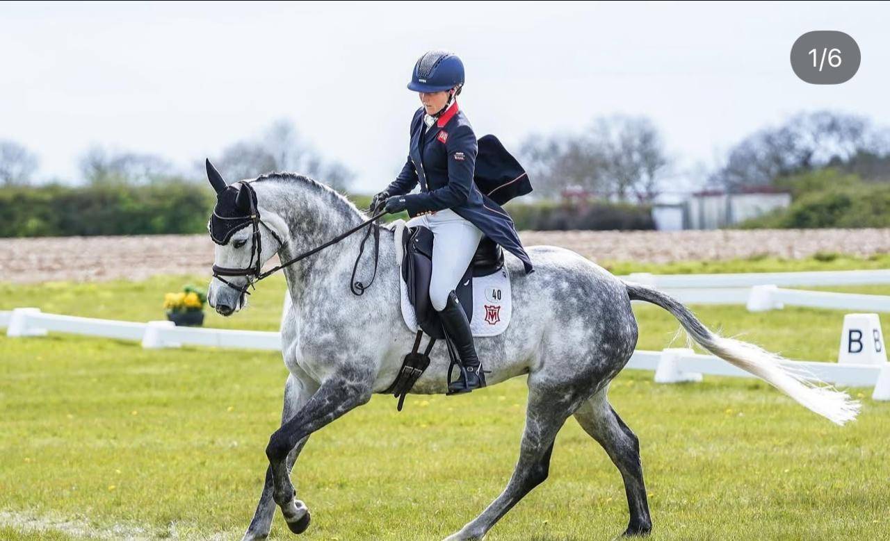 Cavalla Sella Francese In vendita 2015 Grigio