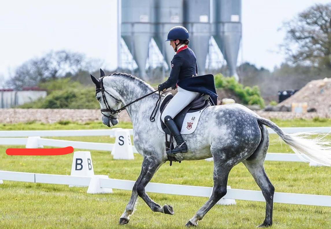 Cavalla Sella Francese In vendita 2015 Grigio