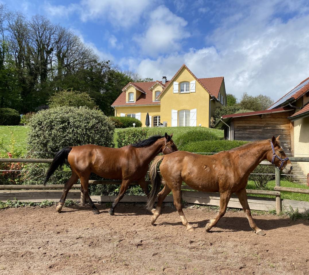Bella dimora equestre In vendita Haute-Saône
