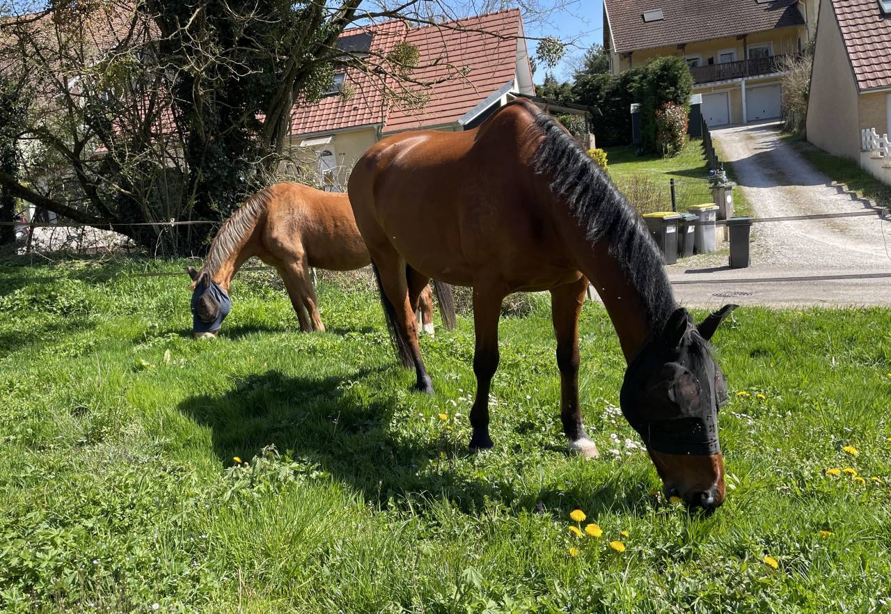Bella dimora equestre In vendita Haute-Saône