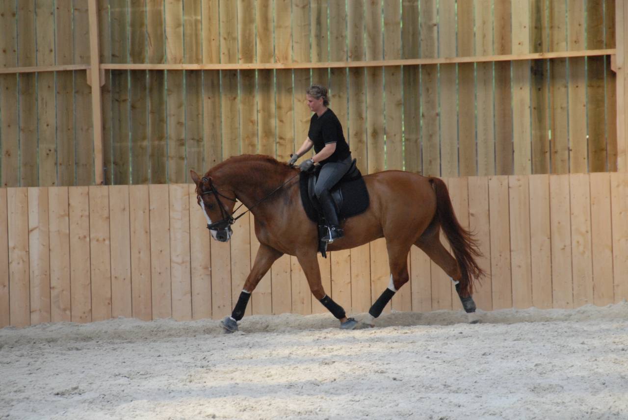 Istruttore di equitazione