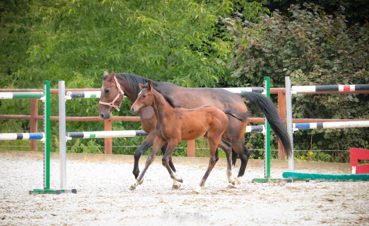 Puledro Zangersheide In vendita 2025 Baio scuro ,  Jaguar d'hébène