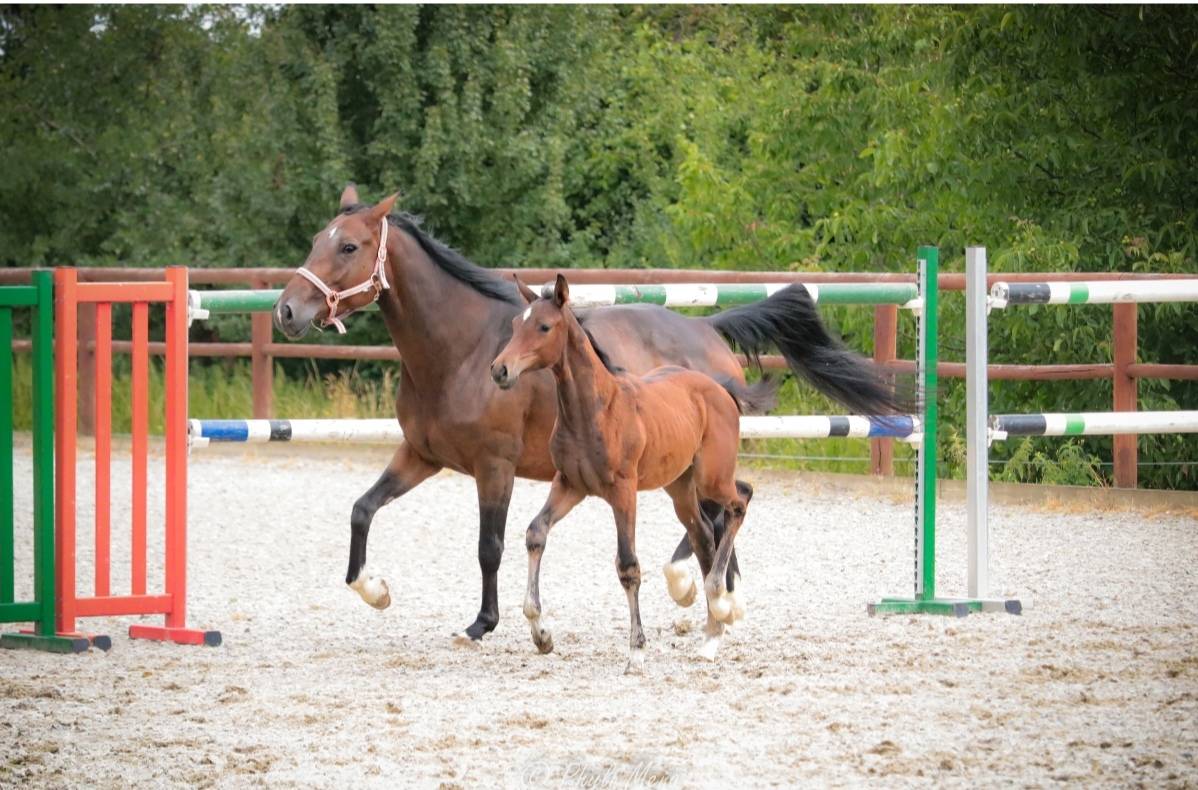 Puledro Zangersheide In vendita 2025 Baio scuro ,  Jaguar d'hébène